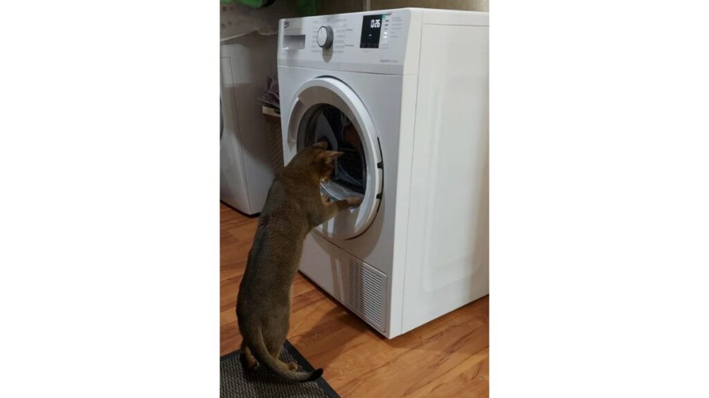 фото сушильной машины BEKO DF7412GA